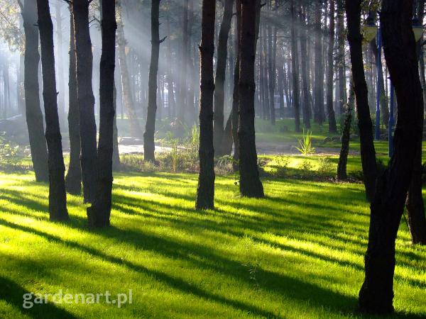 Trawnik w parku - Kajetany 